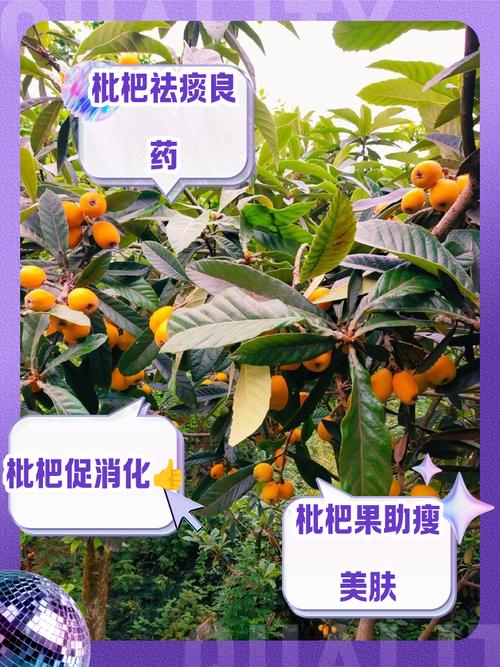 枇杷的功效与作用，枇杷的功效与作用是什么？-第6张图片-优品飞百科