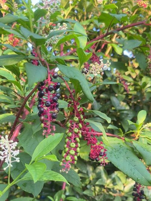 商路有毒吗，商路有什么用？