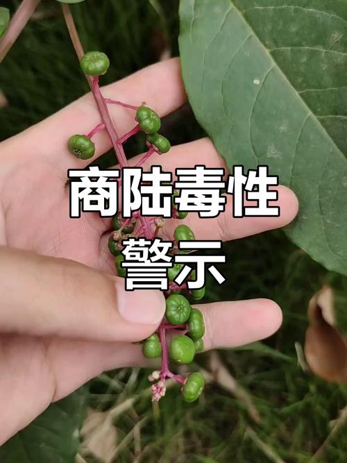 商路有毒吗，商路有什么用？-第2张图片-优品飞百科