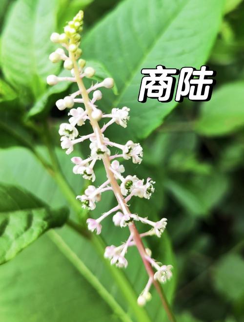 商路有毒吗，商路有什么用？-第3张图片-优品飞百科