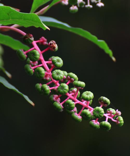 商路有毒吗，商路有什么用？-第5张图片-优品飞百科