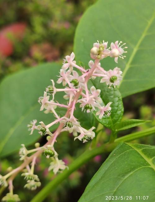 商路有毒吗，商路有什么用？-第6张图片-优品飞百科