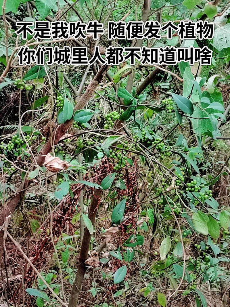 商路有毒吗，商路有什么用？-第7张图片-优品飞百科