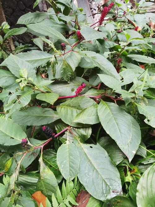 商路有毒吗，商路有什么用？-第8张图片-优品飞百科