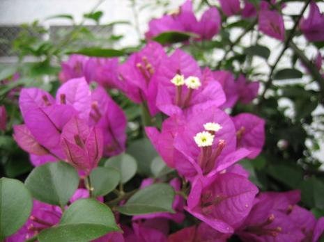 太原适合养什么花，市花和市树是什么？太原开什么花？