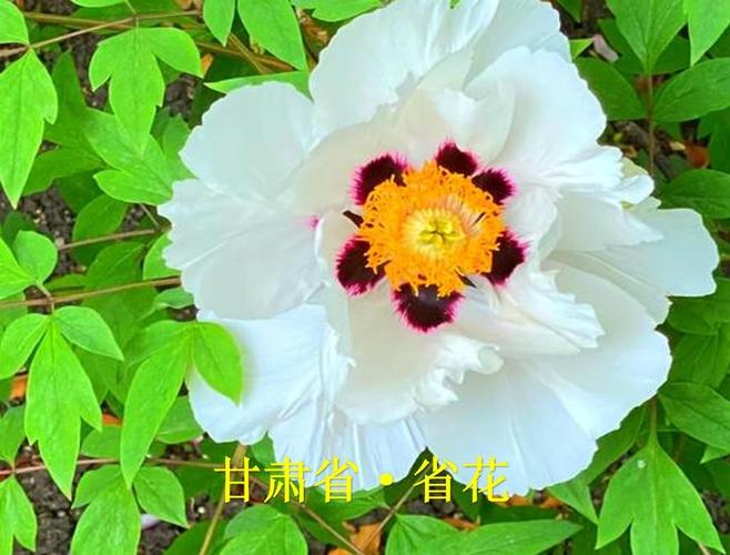 太原适合养什么花，市花和市树是什么？太原开什么花？-第4张图片-优品飞百科