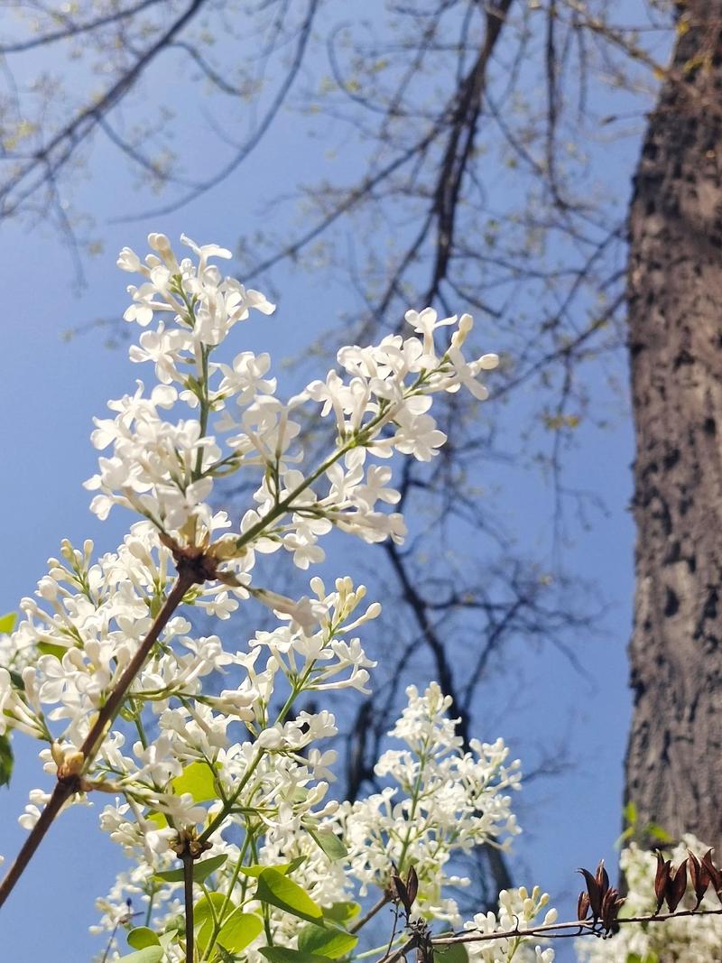 太原适合养什么花，市花和市树是什么？太原开什么花？-第5张图片-优品飞百科