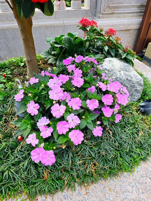 太原适合养什么花，市花和市树是什么？太原开什么花？-第6张图片-优品飞百科