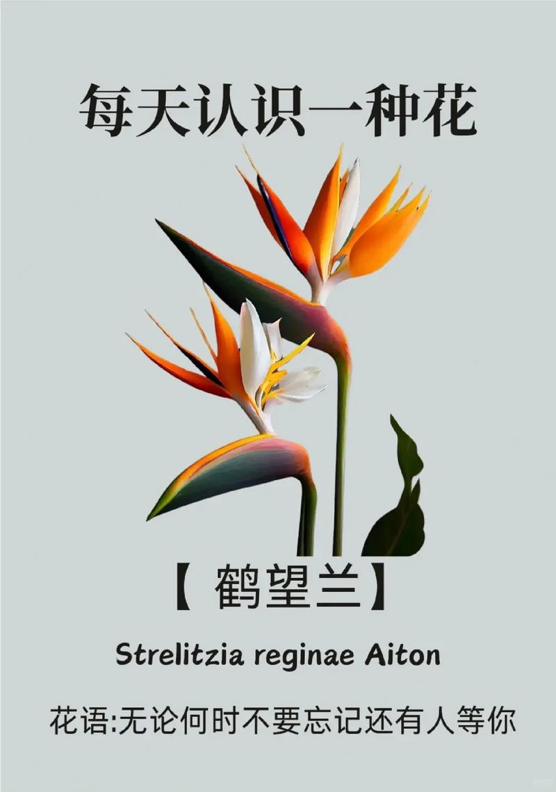 鹤望兰可以放卧室吗，鹤望兰能放在卧室吗？