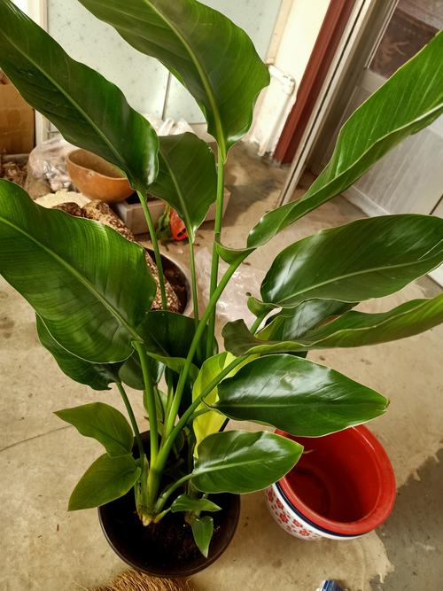 鹤望兰可以放卧室吗，鹤望兰能放在卧室吗？-第2张图片-优品飞百科