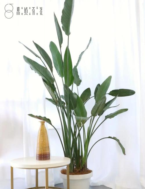 鹤望兰可以放卧室吗，鹤望兰能放在卧室吗？-第3张图片-优品飞百科