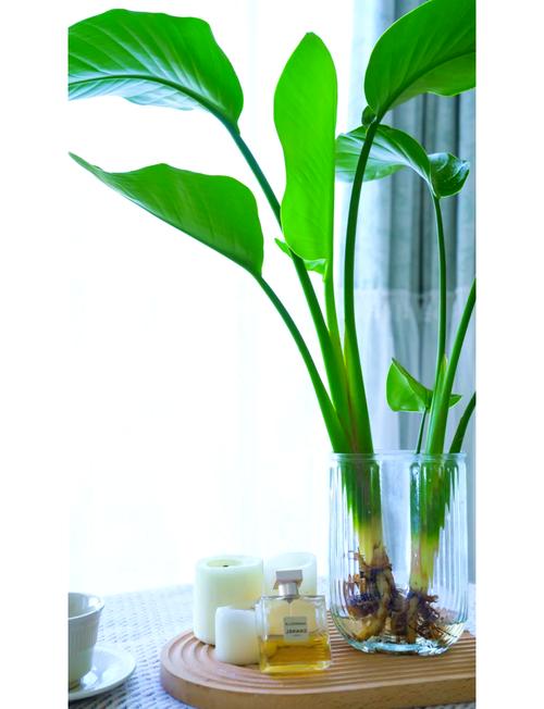 鹤望兰可以放卧室吗，鹤望兰能放在卧室吗？-第4张图片-优品飞百科