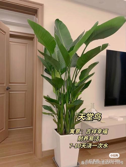 鹤望兰可以放卧室吗，鹤望兰能放在卧室吗？-第5张图片-优品飞百科