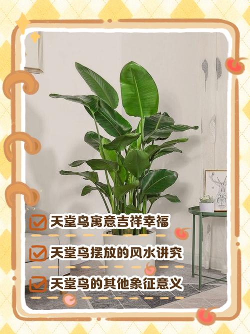 鹤望兰可以放卧室吗，鹤望兰能放在卧室吗？-第6张图片-优品飞百科