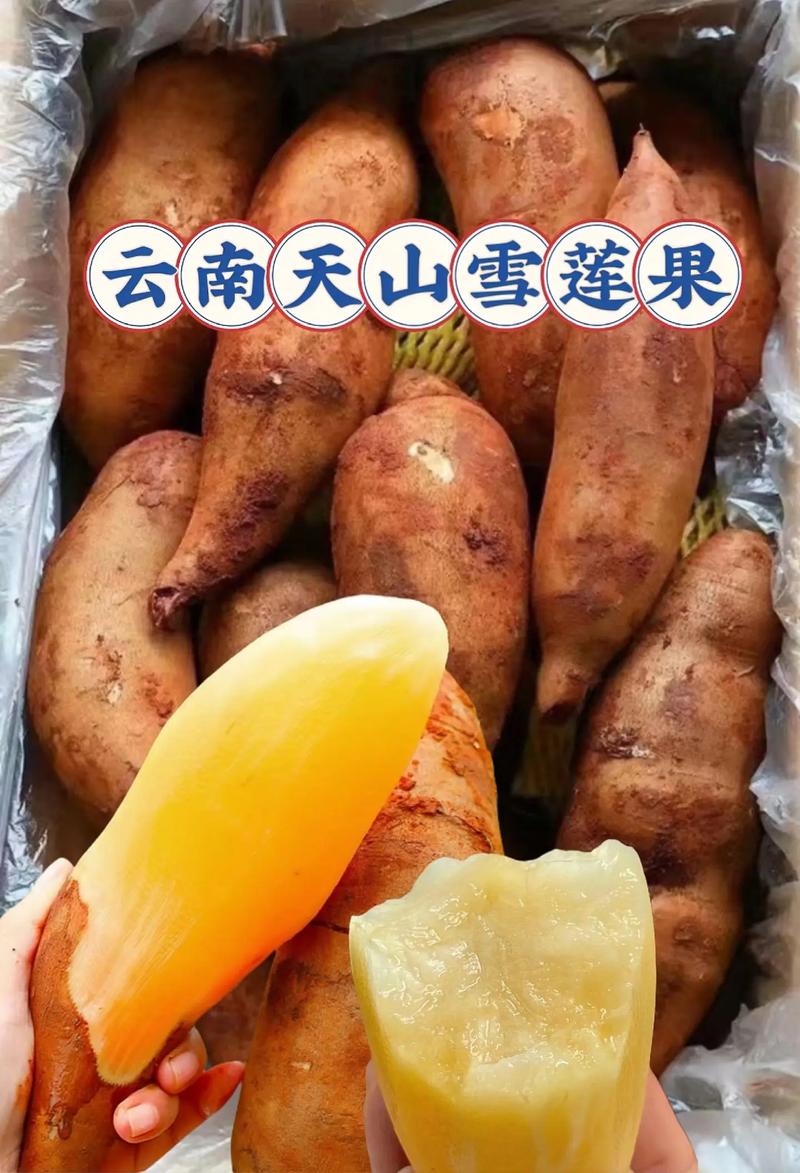 雪莲果是什么，雪莲果的吃法大全，雪莲果雪莲果的功效与作用-第3张图片-优品飞百科