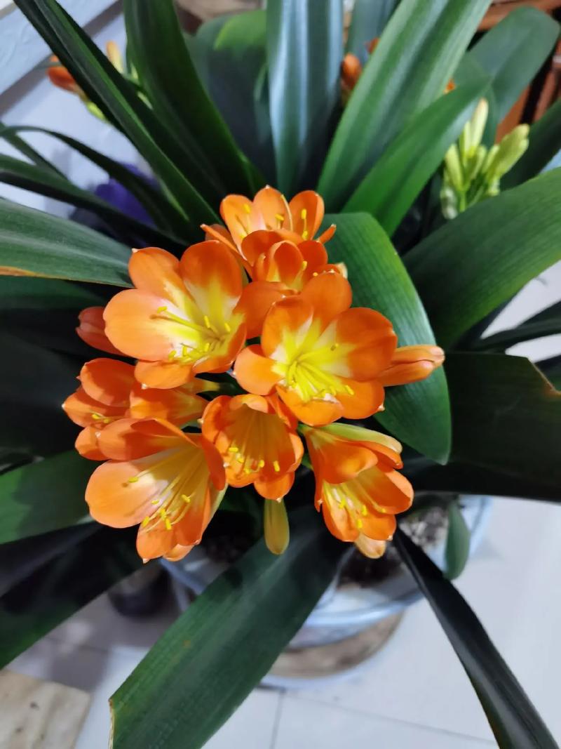 君子兰多少钱（君子兰费用），君子兰多少钱一株-第1张图片-优品飞百科