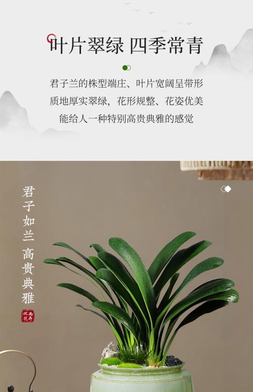 君子兰多少钱（君子兰费用），君子兰多少钱一株-第2张图片-优品飞百科