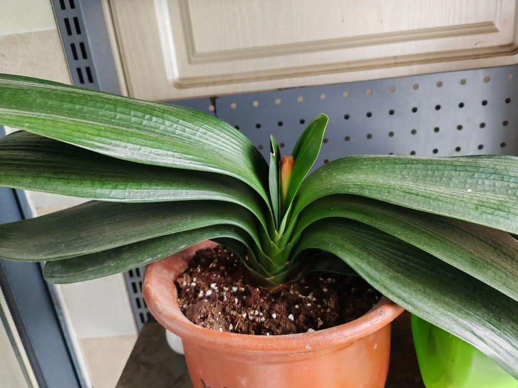 君子兰多少钱（君子兰费用），君子兰多少钱一株-第4张图片-优品飞百科