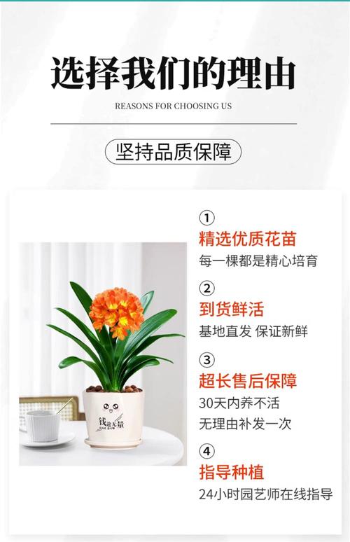 君子兰多少钱（君子兰费用），君子兰多少钱一株-第5张图片-优品飞百科