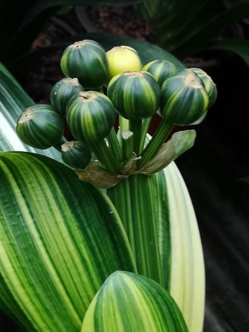 君子兰多少钱（君子兰费用），君子兰多少钱一株-第6张图片-优品飞百科