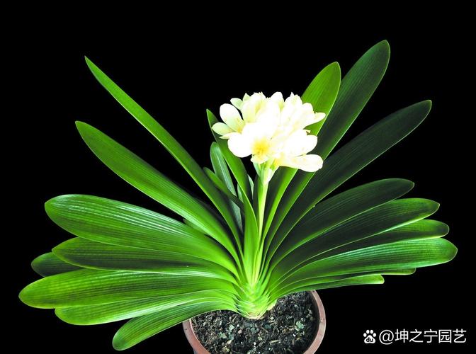 君子兰多少钱（君子兰费用），君子兰多少钱一株-第7张图片-优品飞百科