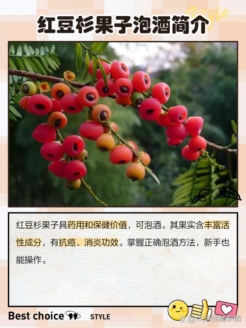 红豆杉泡酒要注意什么，红豆杉泡酒需要加些什么-第4张图片-优品飞百科