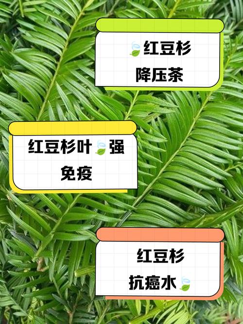 红豆杉泡酒要注意什么，红豆杉泡酒需要加些什么-第7张图片-优品飞百科