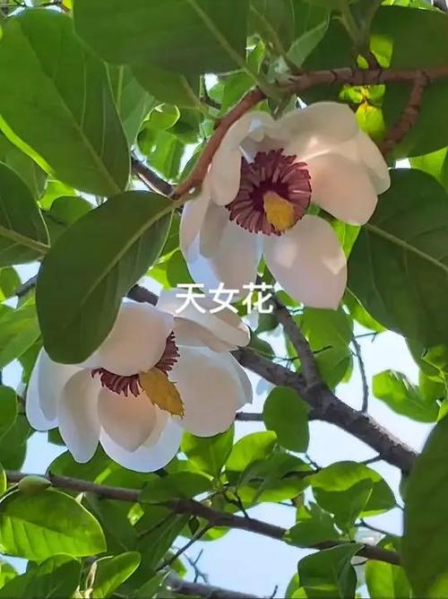 天女花的传说和花语，天女花图片？