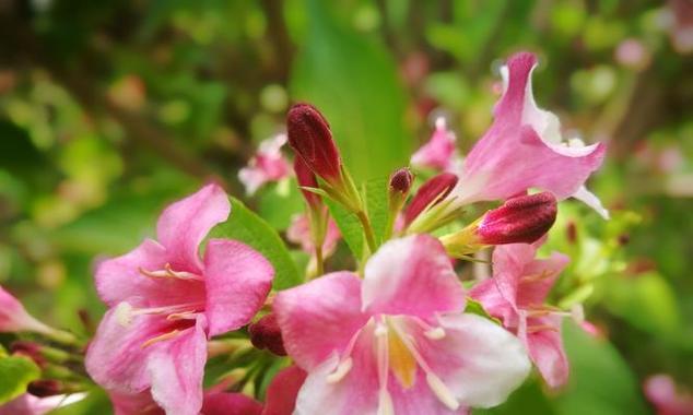 天女花的传说和花语,天女花图片?-第2张图片-优品飞百科 天女花的传说和花语,天女花图片?-第2张图片-优品飞百科