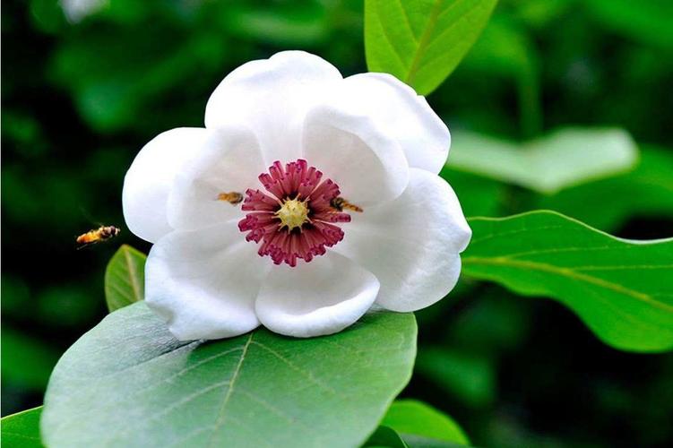 天女花的传说和花语,天女花图片?-第3张图片-优品飞百科 天女花的传说和花语,天女花图片?-第3张图片-优品飞百科