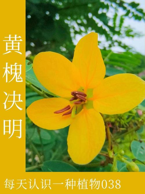 天女花的传说和花语,天女花图片?-第4张图片-优品飞百科 天女花的传说和花语,天女花图片?-第4张图片-优品飞百科