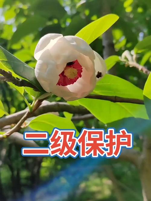 天女花的传说和花语,天女花图片?-第8张图片-优品飞百科 天女花的传说和花语,天女花图片?-第8张图片-优品飞百科