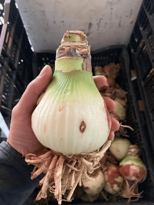 大丽花的根可以吃吗，大丽花的根可以吃吗有毒吗？