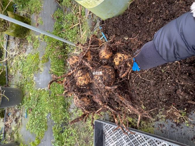 大丽花的根可以吃吗，大丽花的根可以吃吗有毒吗？-第2张图片-优品飞百科