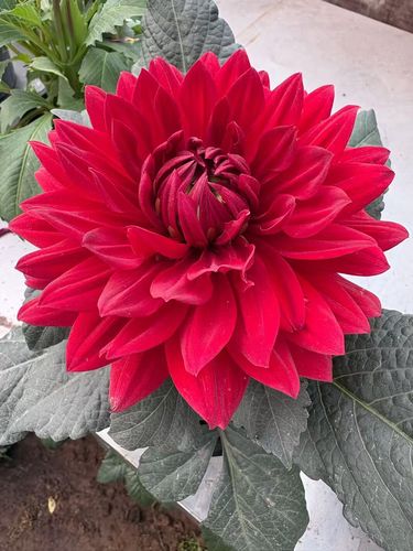 大丽花的根可以吃吗，大丽花的根可以吃吗有毒吗？-第3张图片-优品飞百科