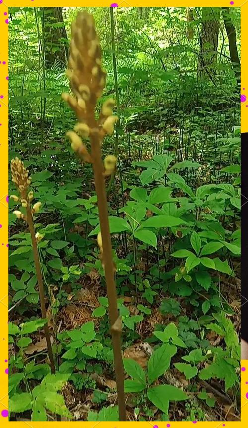 大丽花的根可以吃吗，大丽花的根可以吃吗有毒吗？-第4张图片-优品飞百科