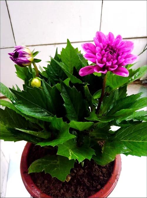 大丽花的根可以吃吗，大丽花的根可以吃吗有毒吗？-第5张图片-优品飞百科