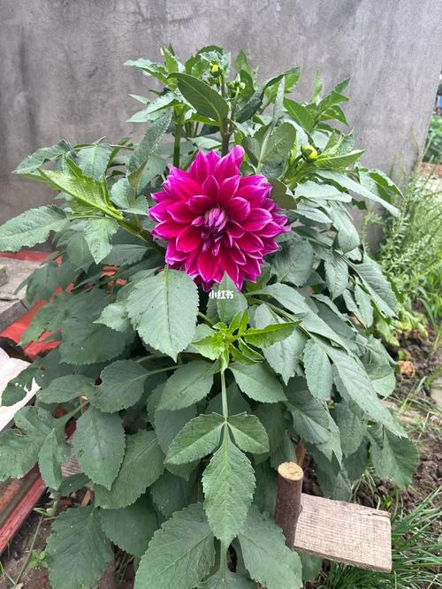 大丽花的根可以吃吗，大丽花的根可以吃吗有毒吗？-第6张图片-优品飞百科