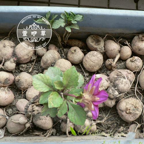 大丽花的根可以吃吗，大丽花的根可以吃吗有毒吗？-第7张图片-优品飞百科