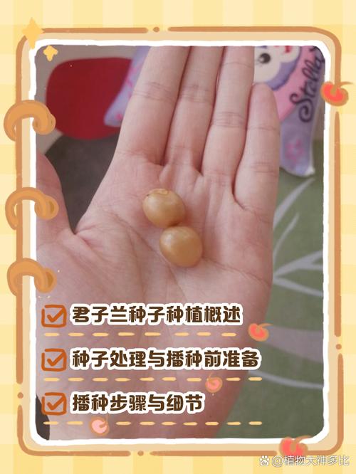 君子兰种子费用，君子兰种子种植方法？君子兰种子怎么种,君子兰种子种植方法？