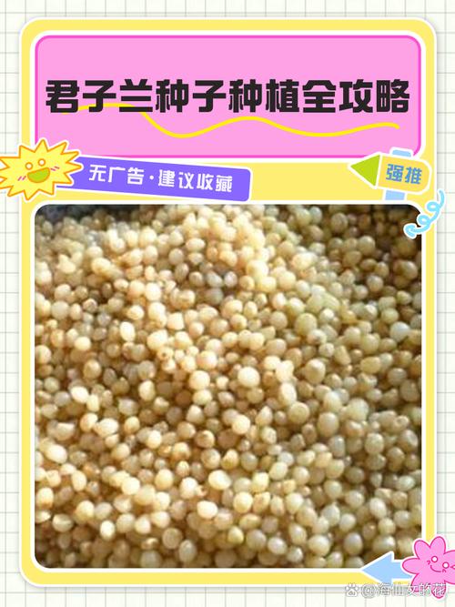 君子兰种子费用，君子兰种子种植方法？君子兰种子怎么种,君子兰种子种植方法？-第3张图片-优品飞百科