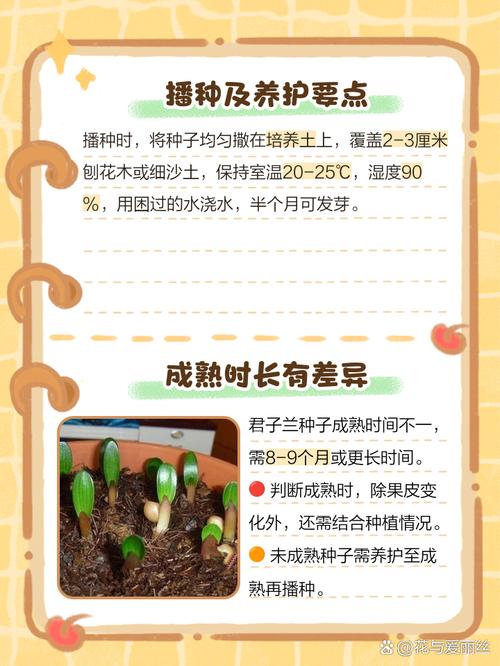 君子兰种子费用，君子兰种子种植方法？君子兰种子怎么种,君子兰种子种植方法？-第4张图片-优品飞百科