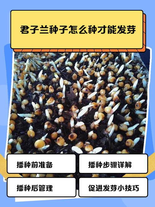 君子兰种子费用，君子兰种子种植方法？君子兰种子怎么种,君子兰种子种植方法？-第5张图片-优品飞百科