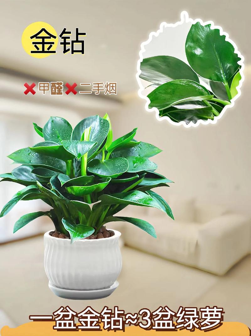 金钻适合放客厅吗，金钻适合摆放什么位置？