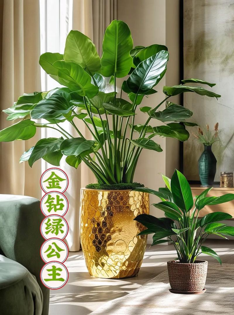 金钻适合放客厅吗，金钻适合摆放什么位置？-第2张图片-优品飞百科