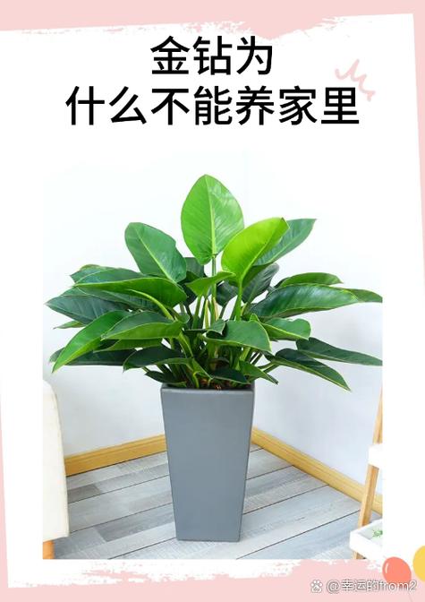金钻适合放客厅吗，金钻适合摆放什么位置？-第3张图片-优品飞百科
