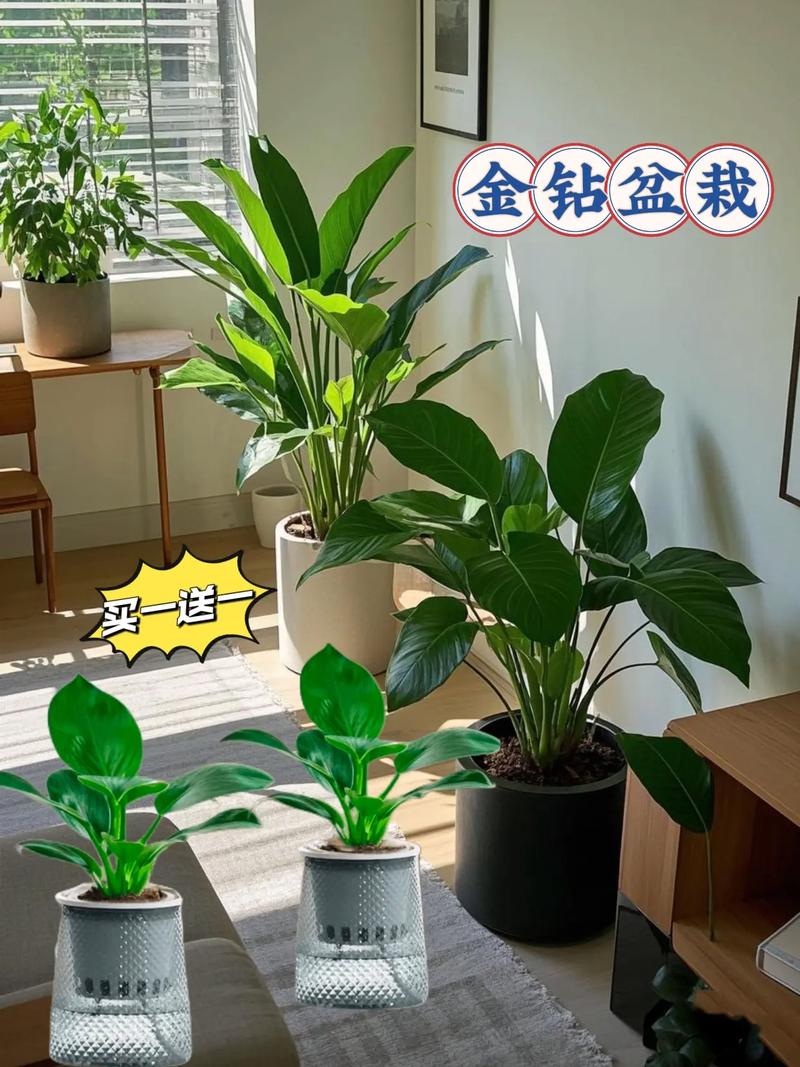 金钻适合放客厅吗，金钻适合摆放什么位置？-第4张图片-优品飞百科