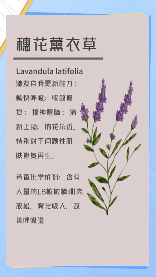 薰衣草的功效与作用，薰衣草的功效与作用有哪些-第4张图片-优品飞百科