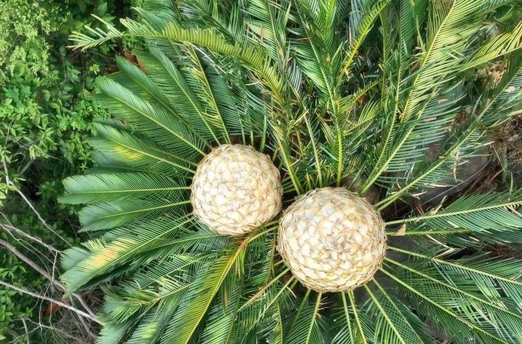 韶关适合养什么花，市花和市树是什么？2021年韶关花市在什么地方？