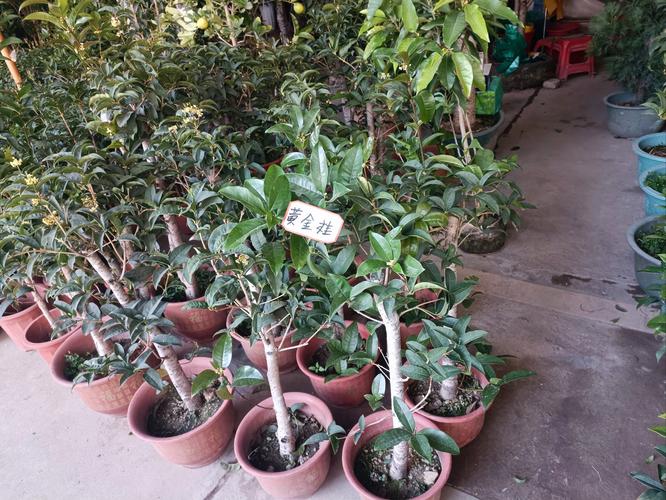 韶关适合养什么花，市花和市树是什么？2021年韶关花市在什么地方？-第2张图片-优品飞百科